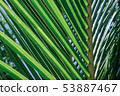 Tropical green leaves on dark background. 53887467