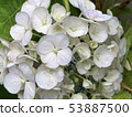 繡球-hydrangea-繡球-hydrangea- 53887500