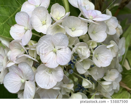繡球-hydrangea-繡球-hydrangea- 53887500