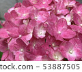 繡球-hydrangea-繡球-hydrangea- 53887505
