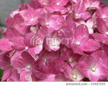 繡球-hydrangea-繡球-hydrangea- 53887505