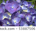 繡球-hydrangea-繡球-hydrangea- 53887506