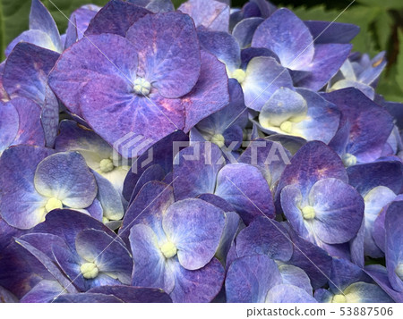 繡球-hydrangea-繡球-hydrangea- 53887506