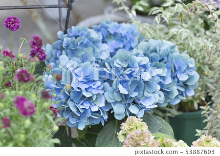 繡球花繡球花 53887603