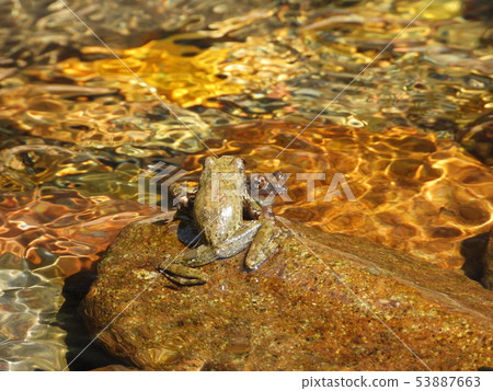 Territorial battle of the swordfish frog Territorial battle of the swordfish frog 53887663
