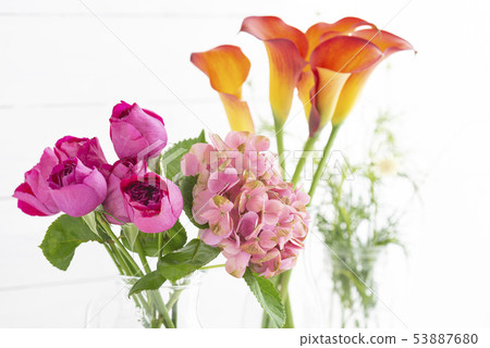 Rose hydrangea color 53887680