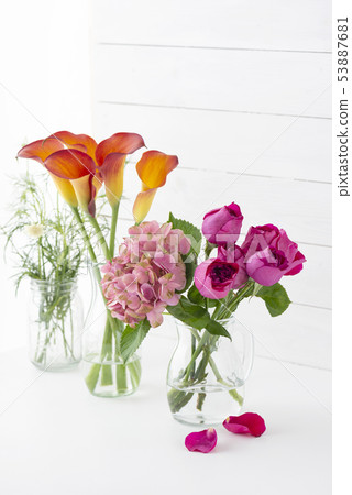 Rose hydrangea color 53887681