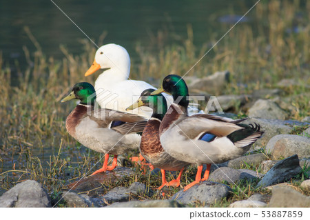 Mallard, duck, bird 53887859