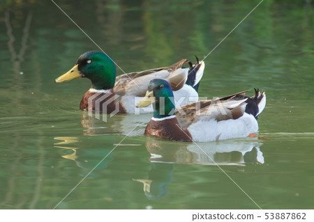 Mallard, duck, bird 53887862