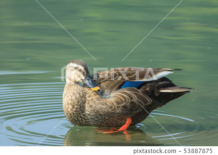 Mallard, duck, bird 53887875