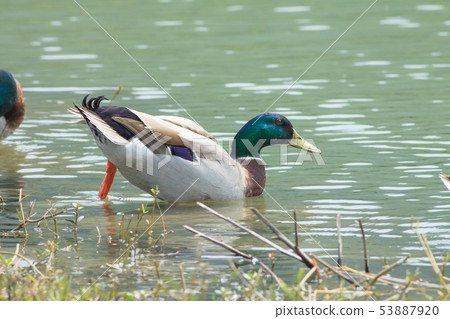 綠頭鴨,鴨子,鳥 綠頭鴨,鴨子,鳥 53887920