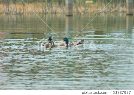 Mallard, duck, bird 53887957