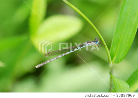 冬季後Hosomiotsunen Tonbo的女性 53887969