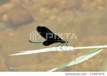 The male of the hagro dragonfly 53887970