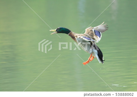 Mallard, duck, bird Mallard, duck, bird 53888002