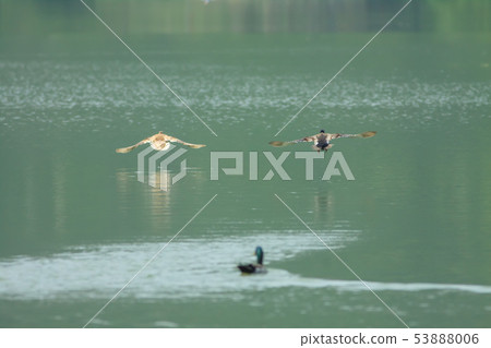 Mallard, duck, bird 53888006