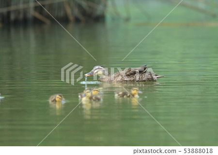 Mallard, duck, bird 53888018
