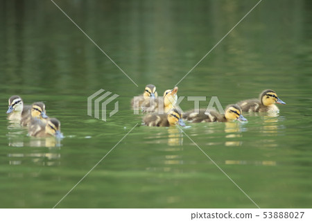 Mallard, duck, bird 53888027