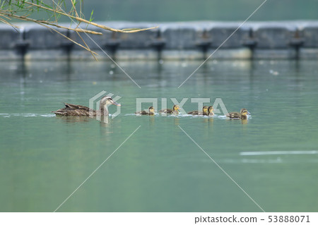 Mallard, duck, bird 53888071