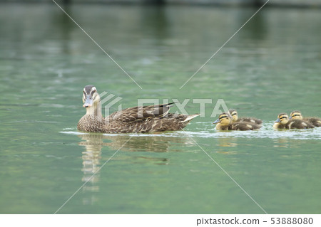 綠頭鴨,鴨子,鳥 綠頭鴨,鴨子,鳥 53888080