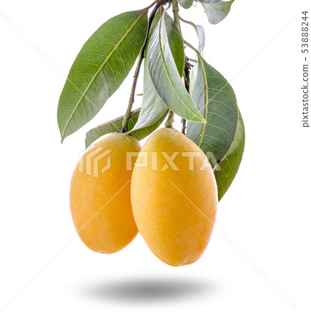 Closeup sweet Marian plum thai fruit isolated on Closeup sweet Marian plum thai fruit isolated on 53888244