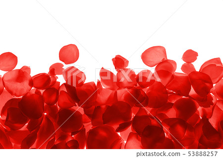Red coral pink rose petals pattern on white background, isolated. 53888257