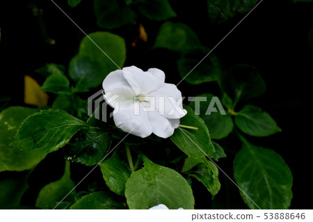 White African buffalo blooming in Mitaka Nakahara (Impachens) 53888646