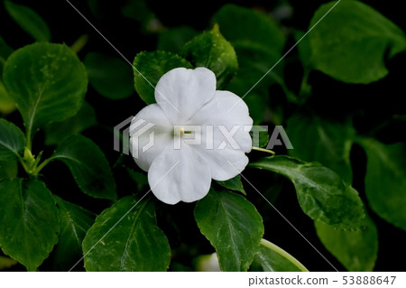 白色非洲水牛開花在三鷹中原(Impachens) 白色非洲水牛開花在三鷹中原(Impachens) 53888647