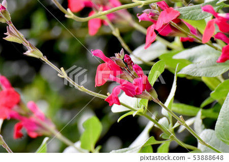 開花在三鷹中原的紅色Salvia microphila(櫻桃賢哲) 開花在三鷹中原的紅色Salvia microphila(櫻桃賢哲) 53888648