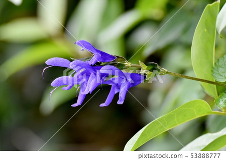 Blue salvia garinica blooming in Mitaka Nakahara Blue salvia garinica blooming in Mitaka Nakahara 53888777
