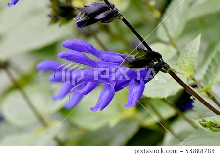 開花在三鷹中原的藍色salvia garinica 開花在三鷹中原的藍色salvia garinica 53888783