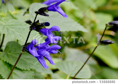 藍色Salvia garnica盛開在三鷹中原（中等聖人） 53888880