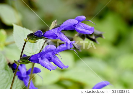 藍色Salvia garnica盛開在三鷹中原(中等聖人) 藍色Salvia garnica盛開在三鷹中原(中等聖人) 53888881