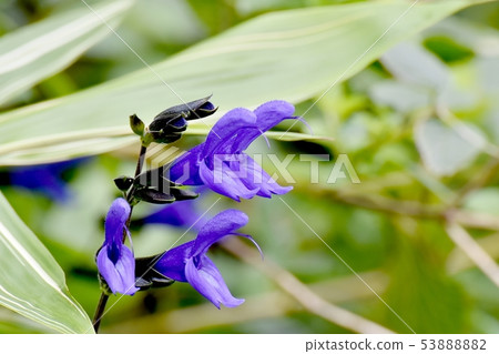 藍色Salvia garnica盛開在三鷹中原(中等聖人) 藍色Salvia garnica盛開在三鷹中原(中等聖人) 53888882