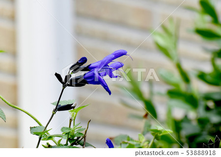 藍色Salvia garnica盛開在三鷹中原(中等聖人) 藍色Salvia garnica盛開在三鷹中原(中等聖人) 53888918