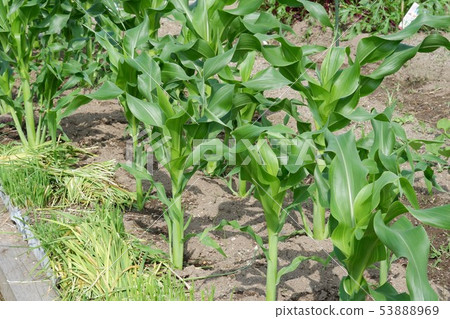 Young corn growing in the field, June Young corn growing in the field, June 53888969