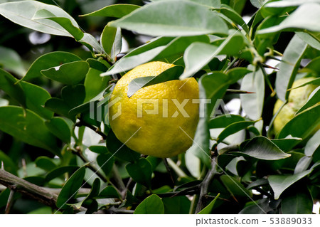 黃色柚子果實是三島中原 53889033