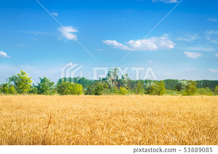 Beautiful view of the wheat field and blue sky  53889085