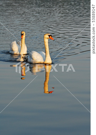 Swan parent and child 53889147
