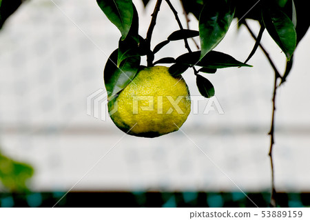 黃色柚子果實是三島中原 53889159