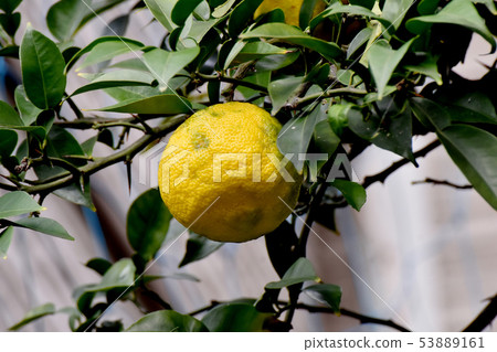 黃色柚子果實是三島中原 53889161