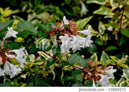 開花在三鷹中原的白色阿伯里亞 53889371