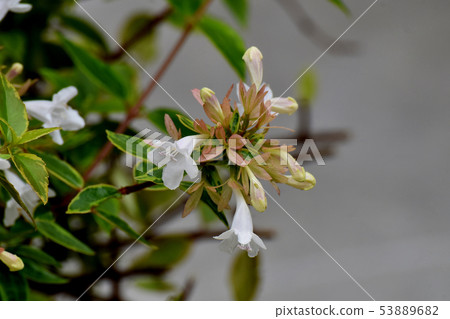 White Aberia blooming in Mitaka Nakahara 53889682