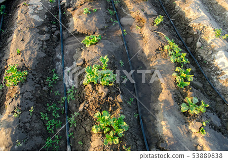 Young potato grow in the field and irrigated  53889838
