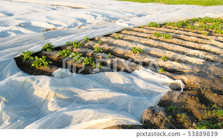 Small greenhouses. Growing vegetable. Spunbond Small greenhouses. Growing vegetable. Spunbond 53889839