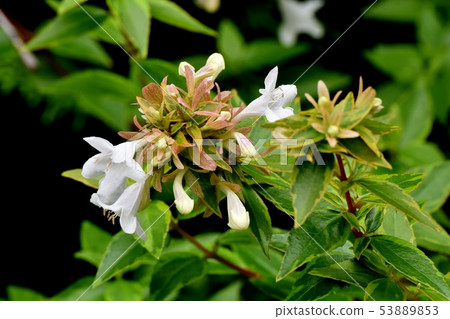 開花在三鷹中原的白色阿伯里亞 開花在三鷹中原的白色阿伯里亞 53889853