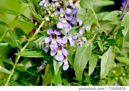 Light purple Angelonia blooming in Mikasa Nakahara 53889856