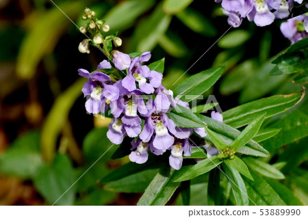 開花在Mikasa Nakahara的淺紫色的Angelonia 53889990