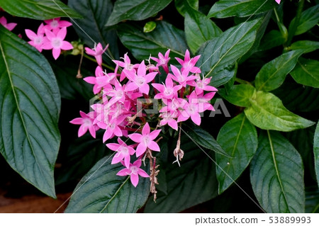 開花在三鷹中原的桃紅色pentas 53889993