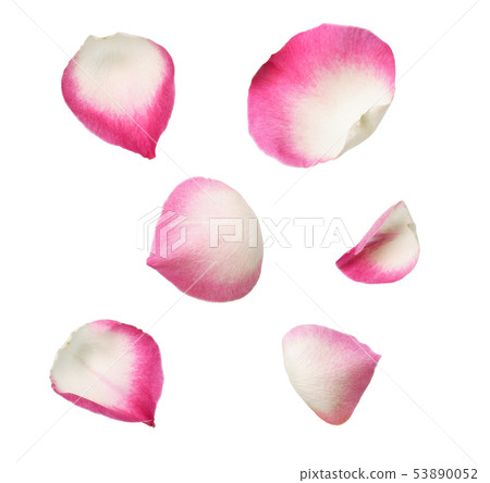 Set of pink rose petals 53890052